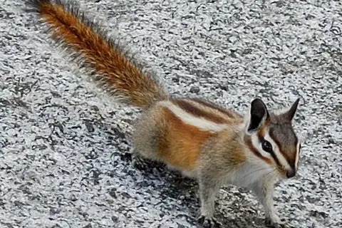 Lodgepole Chipmunk