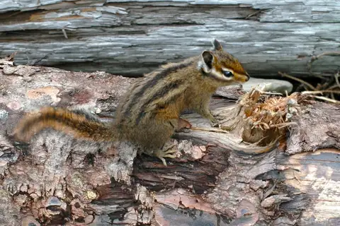 Townsend's Chipmunk