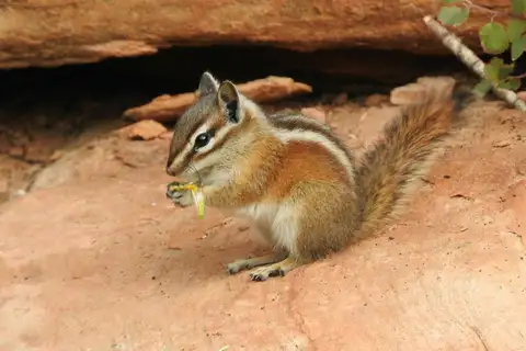 Uinta Chipmunk
