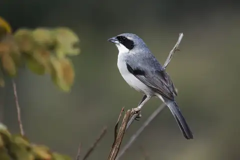 Shrike-like Tanager