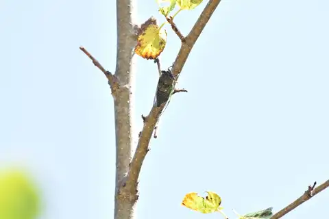 Plains Dog-Day Cicada