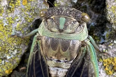 Northern Dog-day Cicada