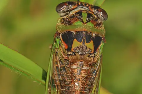 Davis's Southeastern Dog-day Cicada