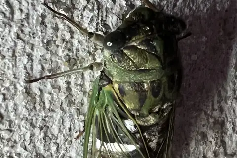 Coastal Scissors Grinder Cicada
