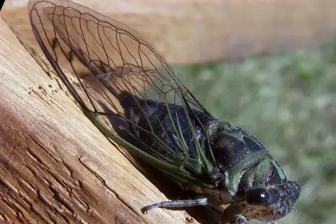 Linne's Cicada