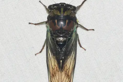 Lyric Cicada