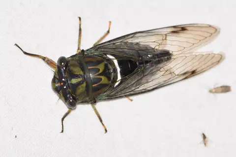 Robinson's Annual Cicada