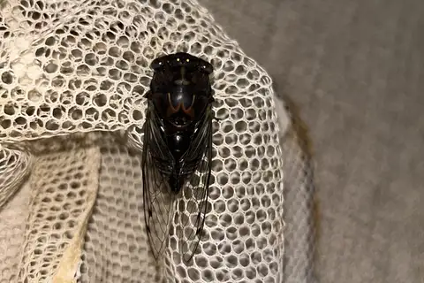 Similar Dog-day Cicada