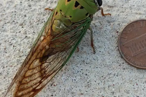 Superb Dog-day Cicada