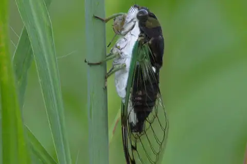 Swamp Cicada