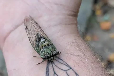 Eastern Scissors Grinder Cicada