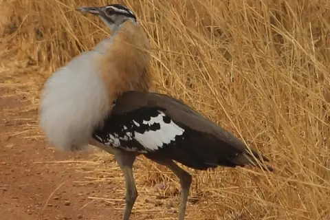 Denham's Bustard