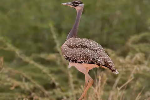 Heuglin's Bustard