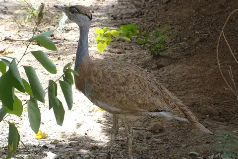 Nubian Bustard