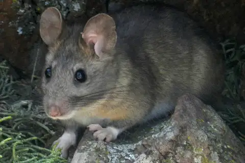 Bushy-tailed Woodrat