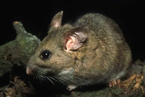 Dusky-footed Woodrat