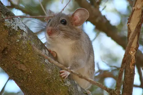 Big-eared Woodrat