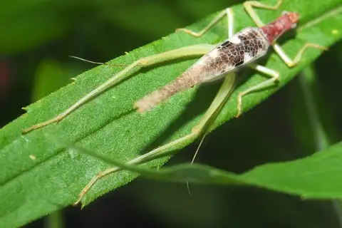 Two-spotted Tree Cricket