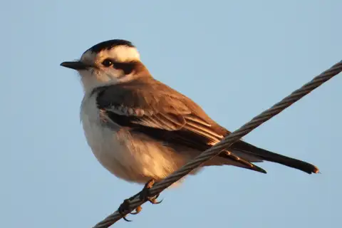 Black-crowned Monjita