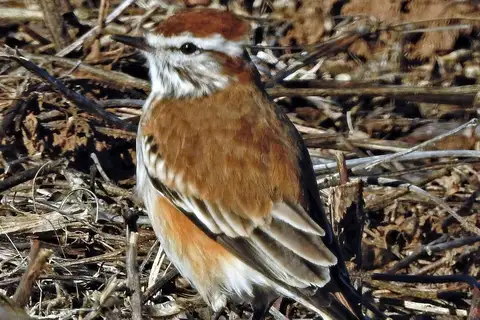 Rusty-backed Monjita