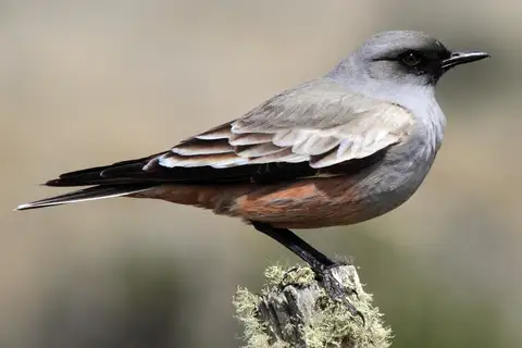 Chocolate-vented Tyrant