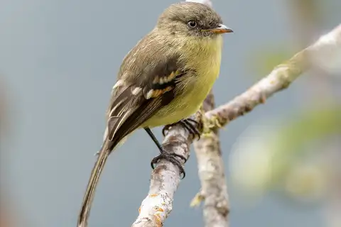 Orange-banded Flycatcher