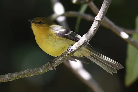 Ochraceous-breasted Flycatcher