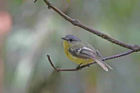 Handsome Flycatcher