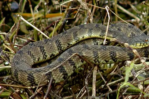 Diamondback Watersnake
