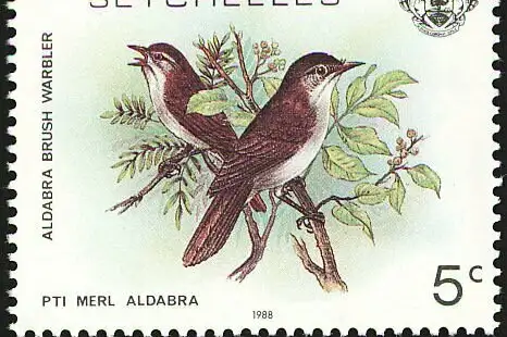 Aldabra Brush Warbler