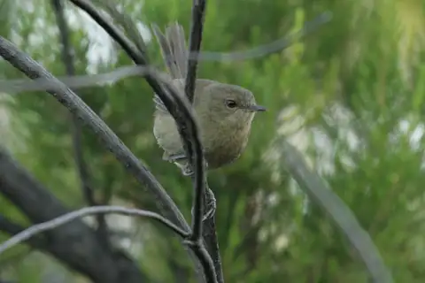 Grande Comore Brush Warbler