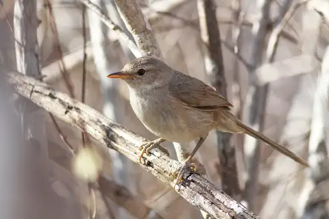 Subdesert Brush Warbler
