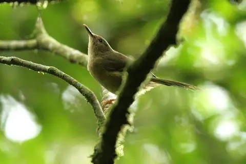 Moheli Brush Warbler
