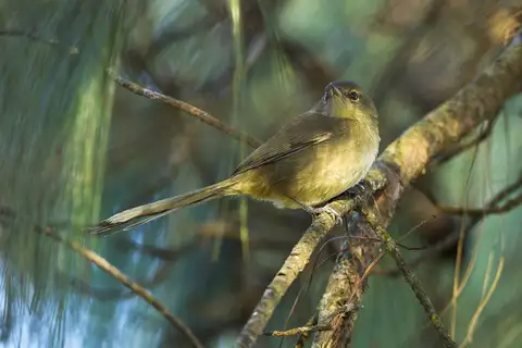 Malagasy Brush Warbler