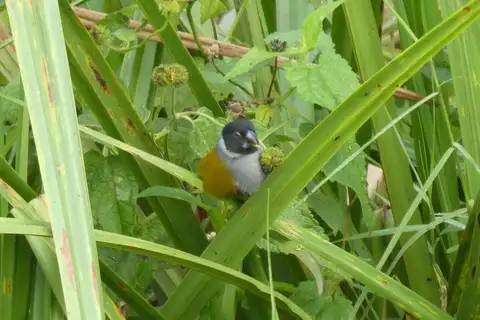 White-collared Oliveback