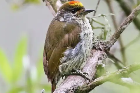 Antillean Piculet