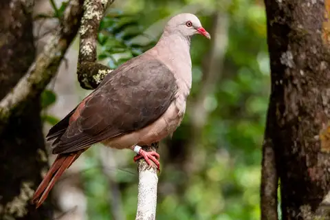 Pink Pigeon