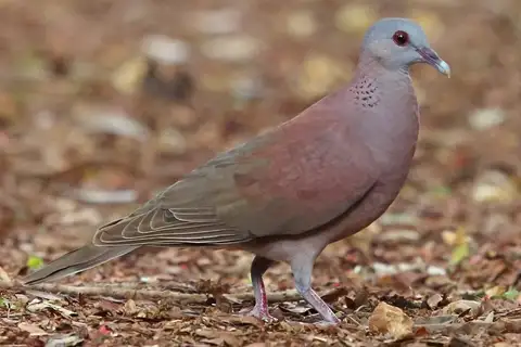 Malagasy Turtle Dove