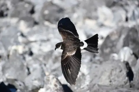 Polynesian Storm Petrel
