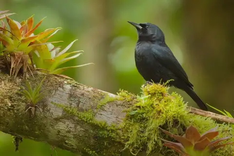 Jamaican Blackbird