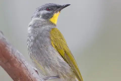 Yellow-throated Honeyeater