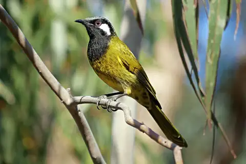 White-eared Honeyeater
