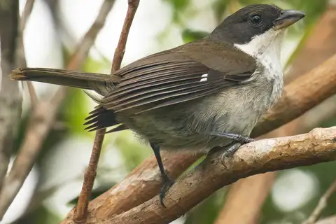 Puerto Rican Tanager