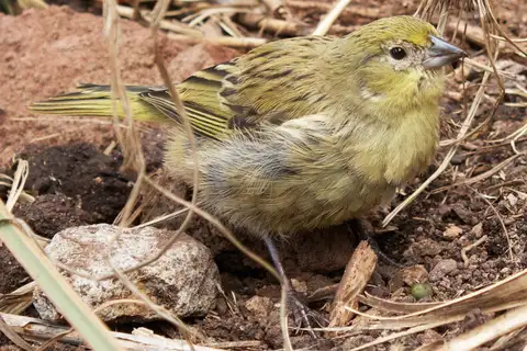 Inaccessible Island Finch