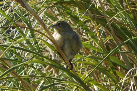 Nightingale Island Finch