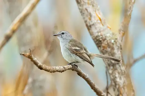 Maranon Tyrannulet