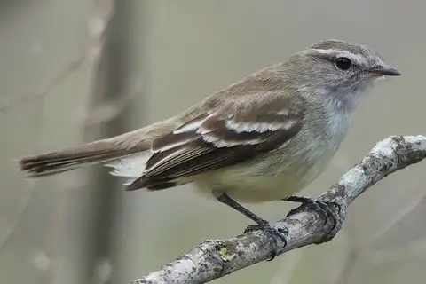 Mouse-colored Tyrannulet