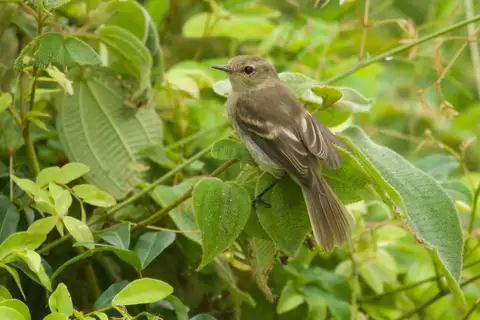Cocos Tyrannulet