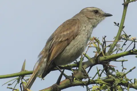 Tumbesian Tyrannulet