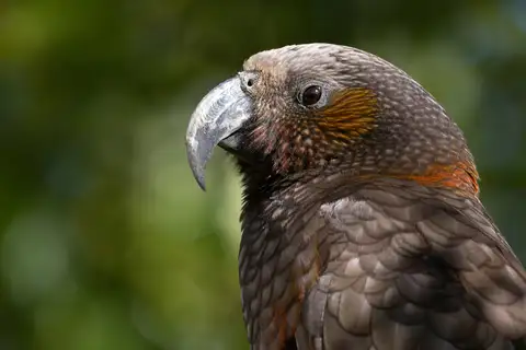 New Zealand Kaka